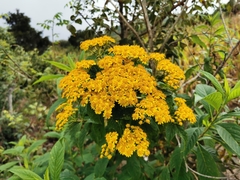 Verbesina perymenioides