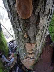 Phellinopsis conchata