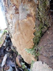 Phellinopsis conchata