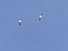 Anser caerulescens atlanticus