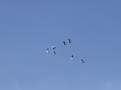 Anser caerulescens atlanticus