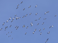 Anser caerulescens atlanticus