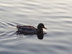 Anas platyrhynchos