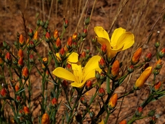 Linum macraei