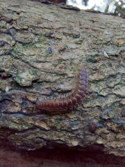 Polydesmus