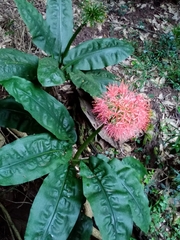 Scadoxus multiflorus multiflorus