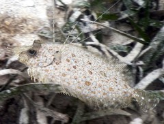 Leopard Flounder photo 1