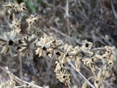 Stachydeae