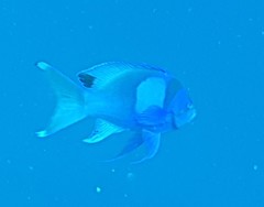 Pseudanthias pleurotaenia