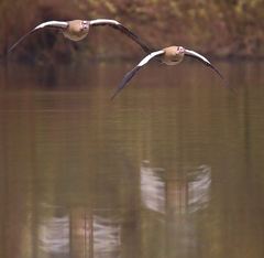 Alopochen aegyptiaca