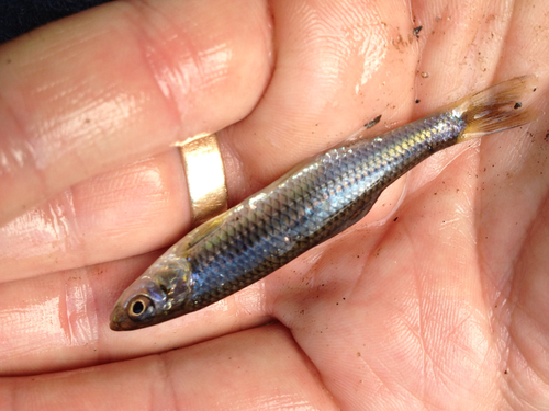 Cyprinella galactura