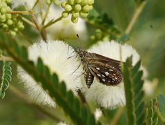 Piruna aea
