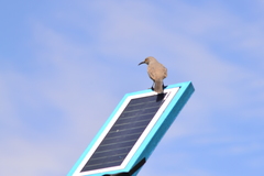 Toxostoma curvirostre