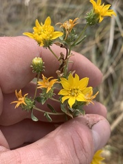 Grindelia fraxinipratensis