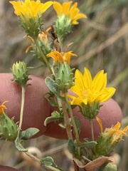 Grindelia fraxinipratensis