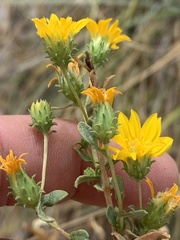 Grindelia fraxinipratensis