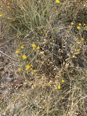 Grindelia fraxinipratensis