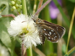 Piruna aea