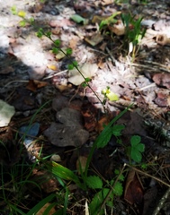 Agrimonia rostellata