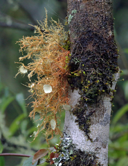 Usnea erinacea