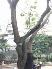 Crateva unilocularis