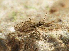 Cantacader quadricornis