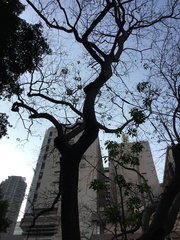 Crateva unilocularis