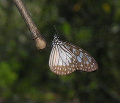 Ideopsis juventa