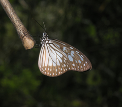 Ideopsis juventa