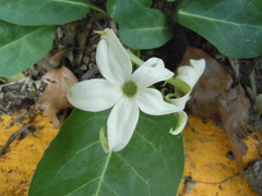 Jaborosa integrifolia