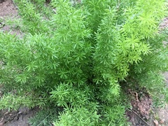 Asparagus densiflorus