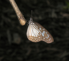 Ideopsis juventa
