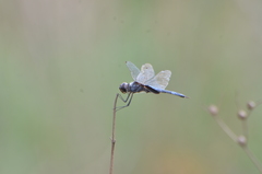 Tramea binotata