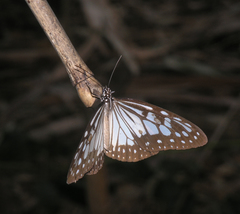 Ideopsis juventa