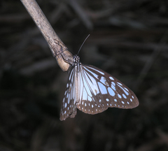 Ideopsis juventa
