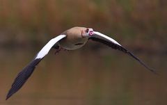 Alopochen aegyptiaca