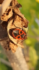 Pyrrhocoris apterus