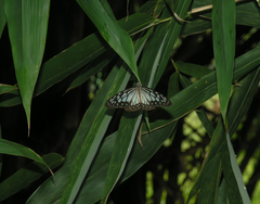 Ideopsis juventa
