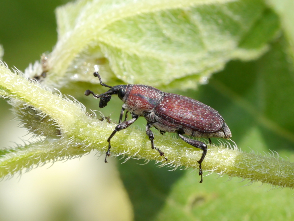 Rhodobaenus pustulosus