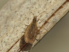 Cantacader quadricornis