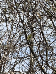 Sitta carolinensis