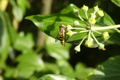 Syrphus