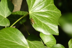 Syrphus