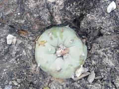 Lophophora diffusa