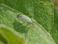 Ilnacora