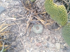 Lophophora diffusa