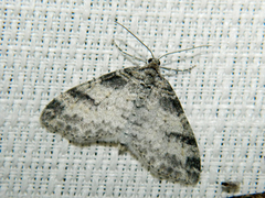 Lobophora nivigerata