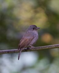 Eumyias albicaudatus
