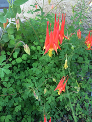 Aquilegia desertorum