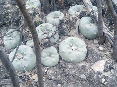 Lophophora diffusa